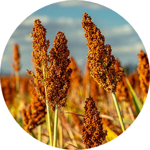 Sorgo